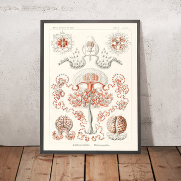Medusas (Anthomedusae Blumenquallen) de Ernst Haeckel, 1904 