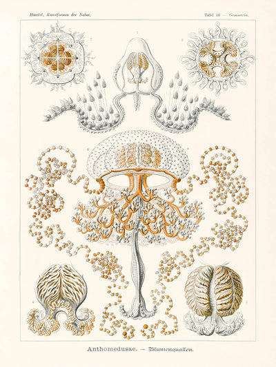 Jellyfish (Anthomedusae Blumenquallen) by Ernst Haeckel, 1904