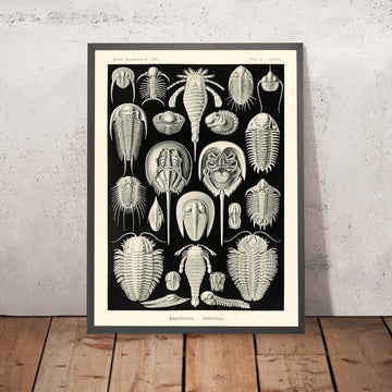 Horseshoe Crab (Aspidonia Schildtiere) by Ernst Haeckel, 1904