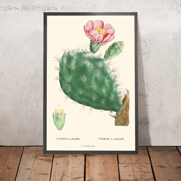 Illustrazione botanica del Cactus Cochenillifer di Pierre-Joseph Redouté, 1827 