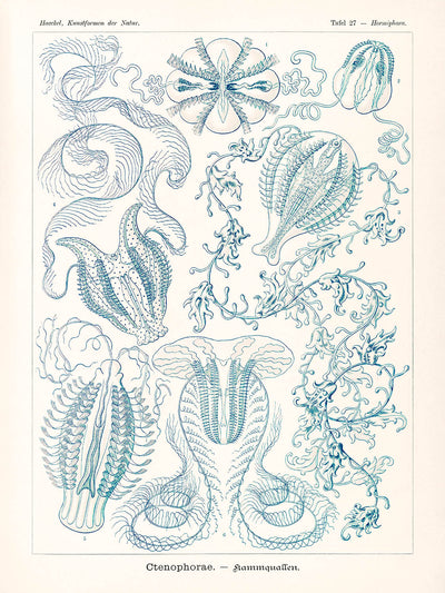 Comb Jellyfish (Ctenophorae Kammquallen) by Ernst Haeckel, 1904
