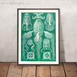 Box Jellyfish (Cubomedusae Würfelquallen) by Ernst Haeckel, 1904