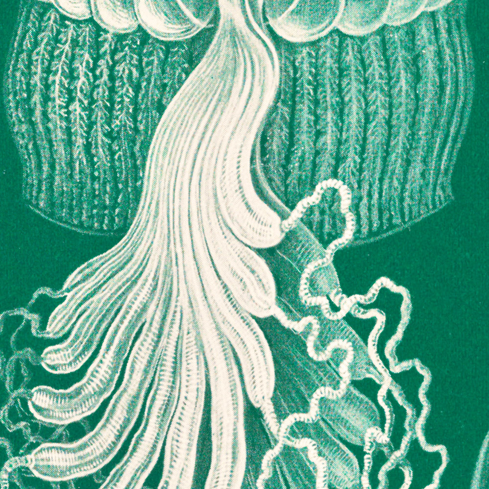 Box Jellyfish (Cubomedusae Würfelquallen) by Ernst Haeckel, 1904