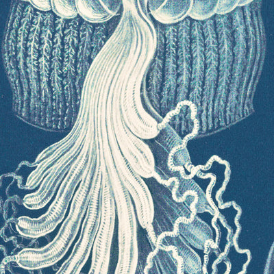 Méduse par Ernst Haeckel, 1904