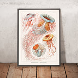Medusa paraguas (Discomedusae Scheibenquallen) de Ernst Haeckel, 1904 