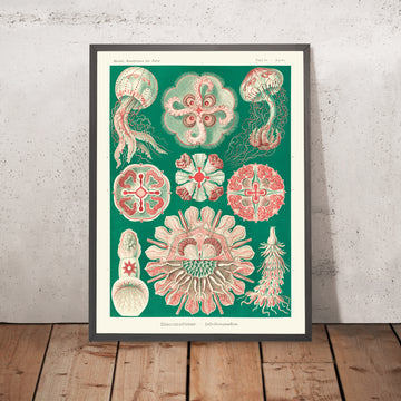 Beautiful Symmetrical Jellyfish (Discomedusae Schweibenquallen) by Ernst Haeckel, 1904