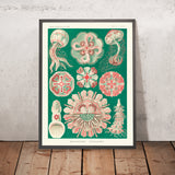 Medusa Simétrica Hermosa (Discomedusae Schweibenquallen) de Ernst Haeckel, 1904 