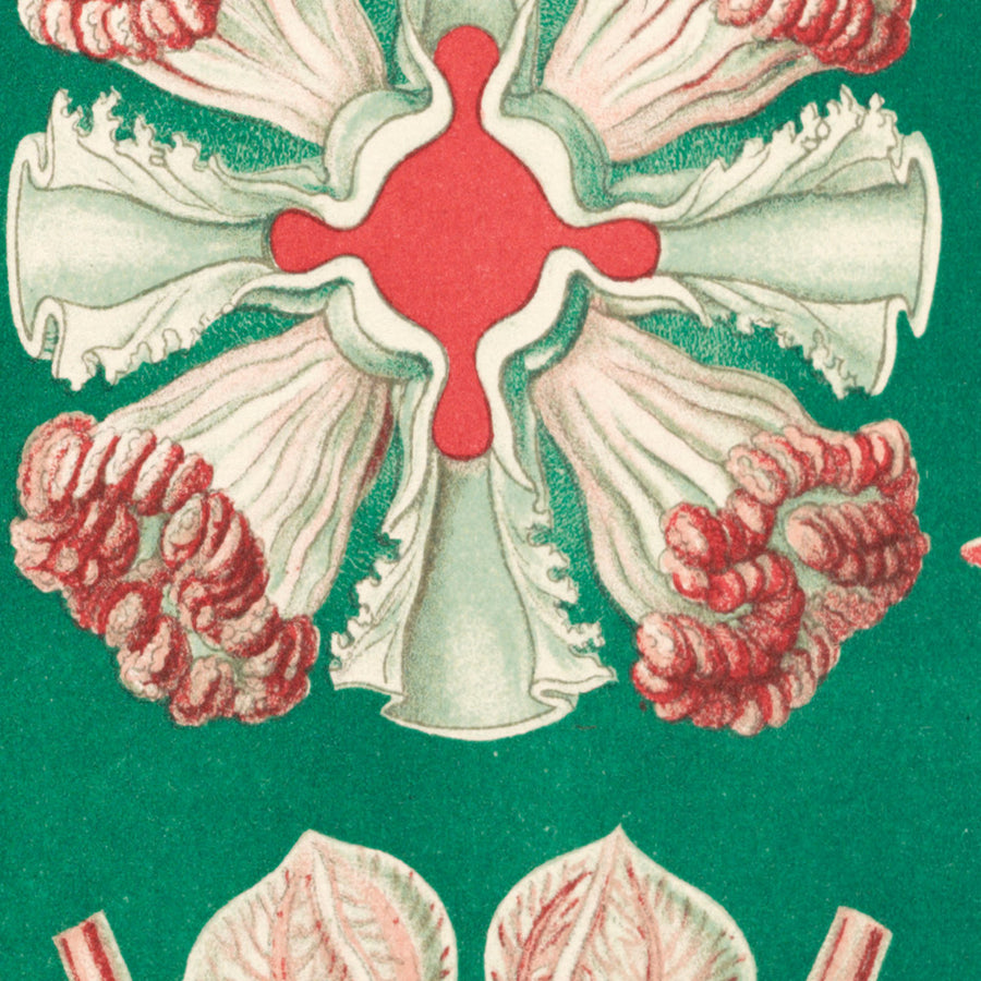 Bellissima medusa simmetrica (Discomedusae Schweibenquallen) di Ernst Haeckel, 1904 