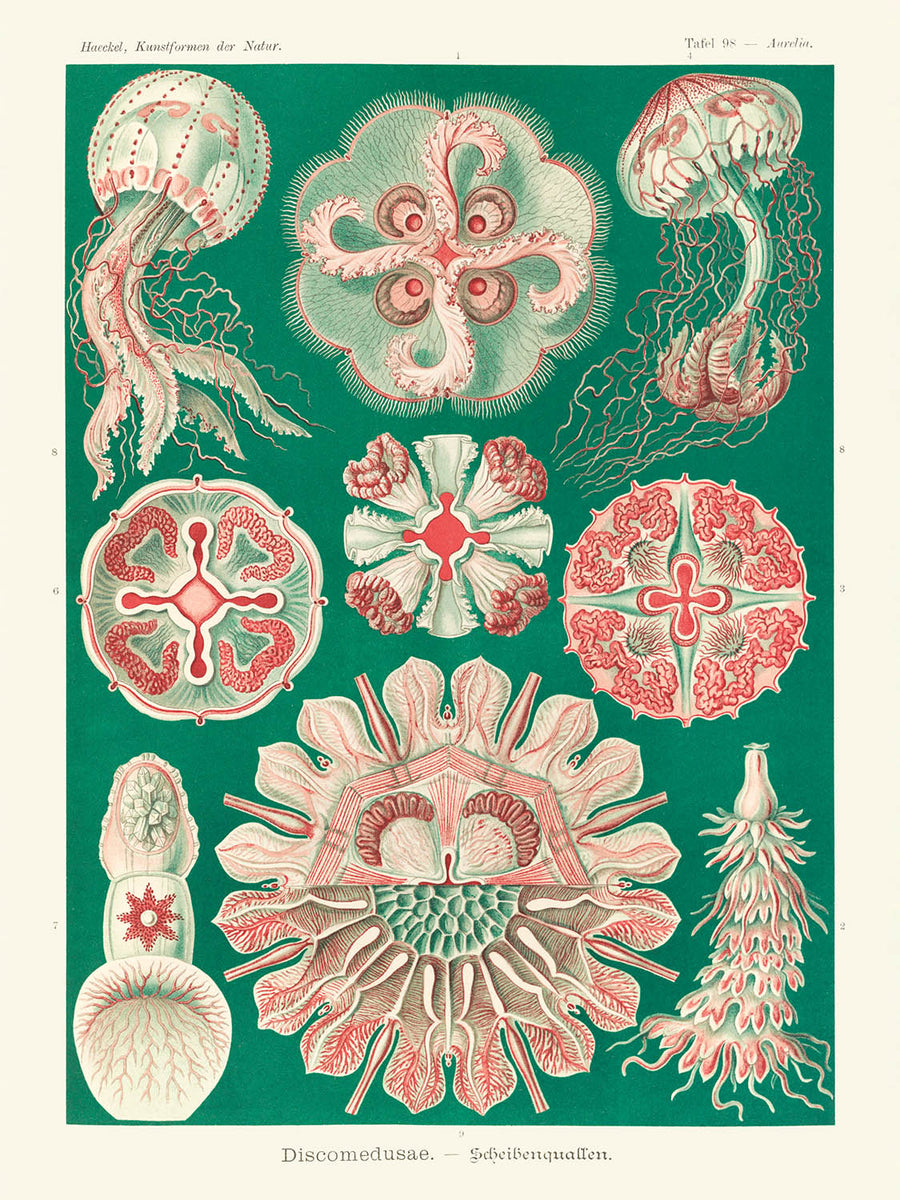 Bellissima medusa simmetrica (Discomedusae Schweibenquallen) di Ernst Haeckel, 1904 