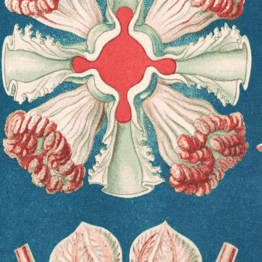 Bellissima medusa simmetrica (Discomedusae Schweibenquallen) di Ernst Haeckel, 1904 