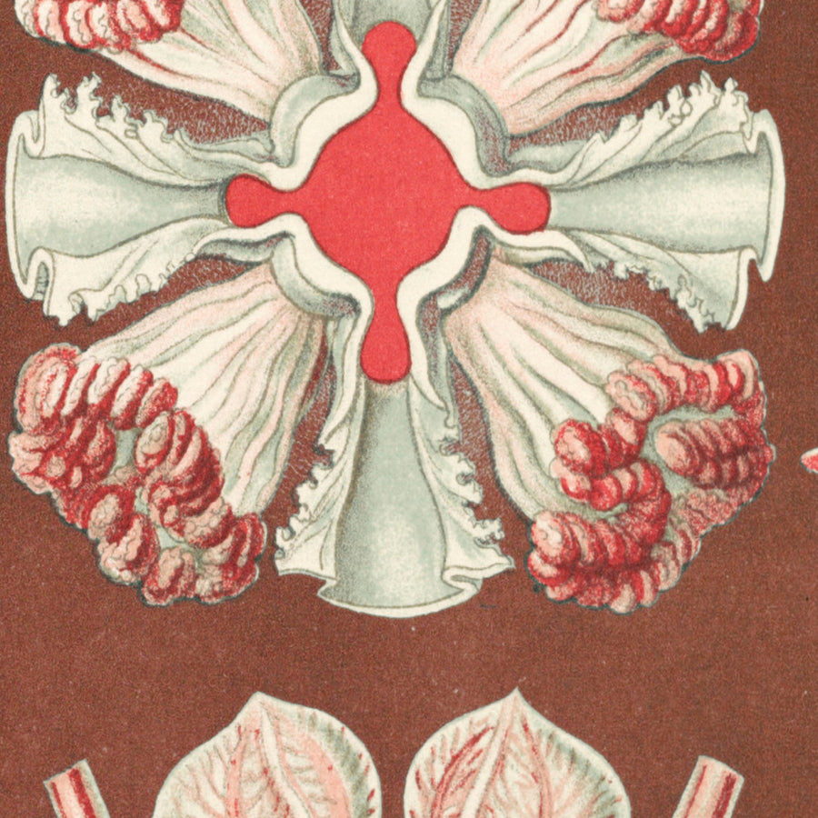 Bellissima medusa simmetrica (Discomedusae Schweibenquallen) di Ernst Haeckel, 1904 