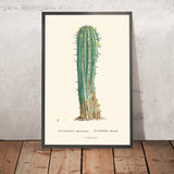 Illustration botanique de l'Euphorbia Officinarum Cactus par Pierre-Joseph Redouté, 1827 
