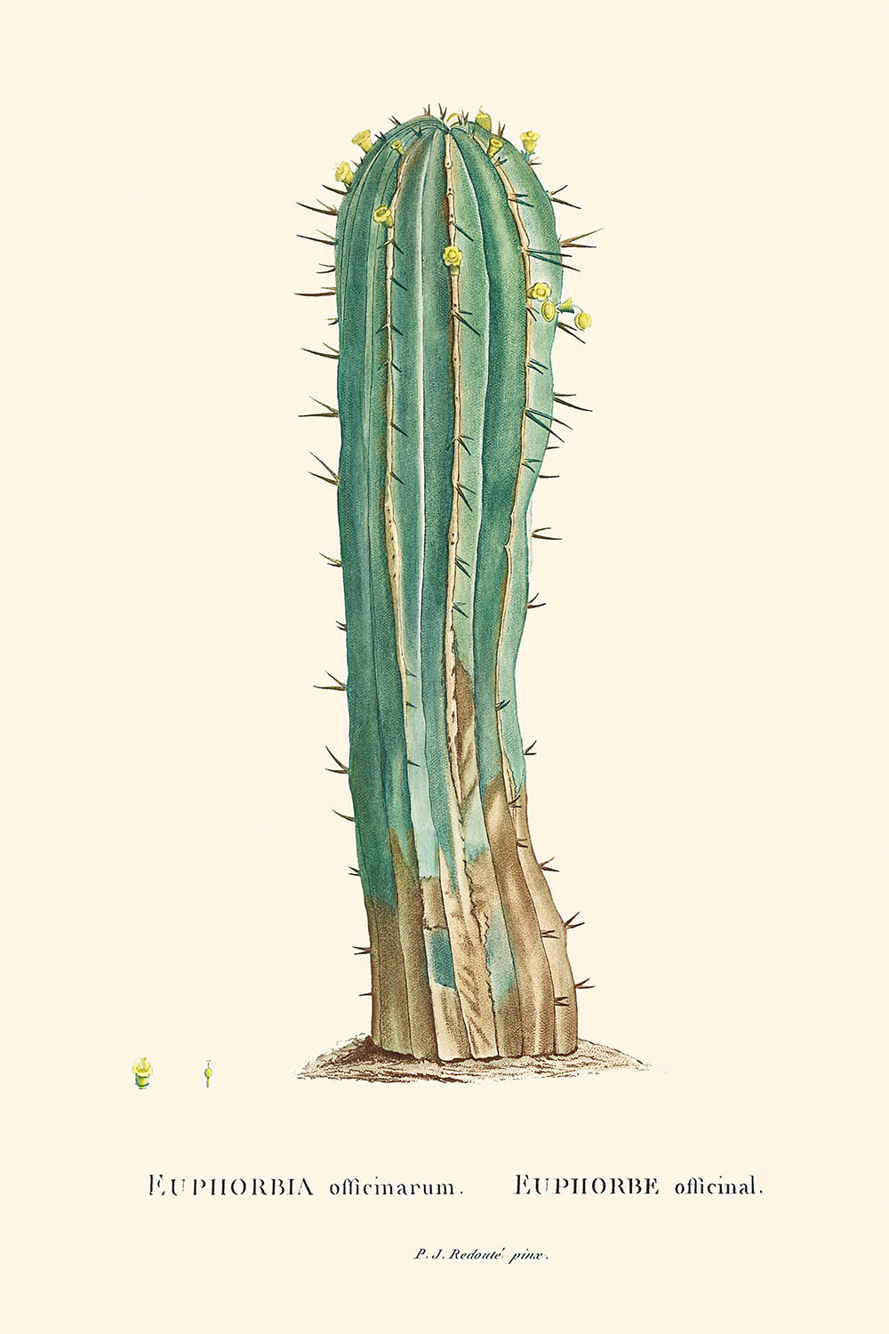 Euphorbia Officinarum Cactus Botanical Illustration by Pierre-Joseph Redouté, 1827