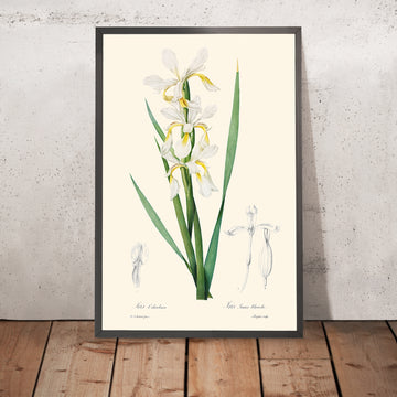 Illustrazione botanica dell&