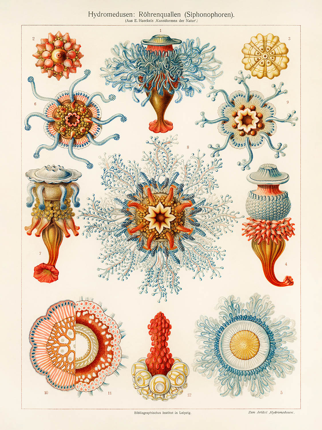 Qualle von Ernst Haeckel, 1904