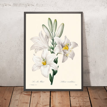 Ilustración botánica de la Madonna Lily por Pierre-Joseph Redouté, 1827 