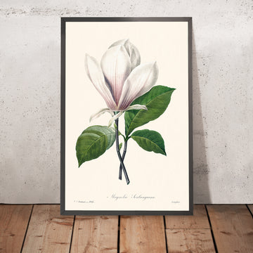 Illustrazione botanica di Magnolia Soulangiana di Pierre-Joseph Redouté, 1827 