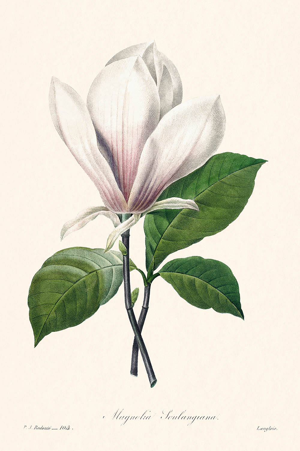 Magnolia Soulangiana de Pierre-Joseph Redouté, 1827