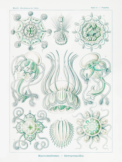 Dome Shaped Jellyfish (Narcomedusae Spangenquallen) by Ernst Haeckel, 1904