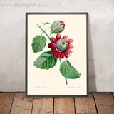 Passionsblume Ailee Botanische Illustration von Pierre-Joseph Redouté, 1827 