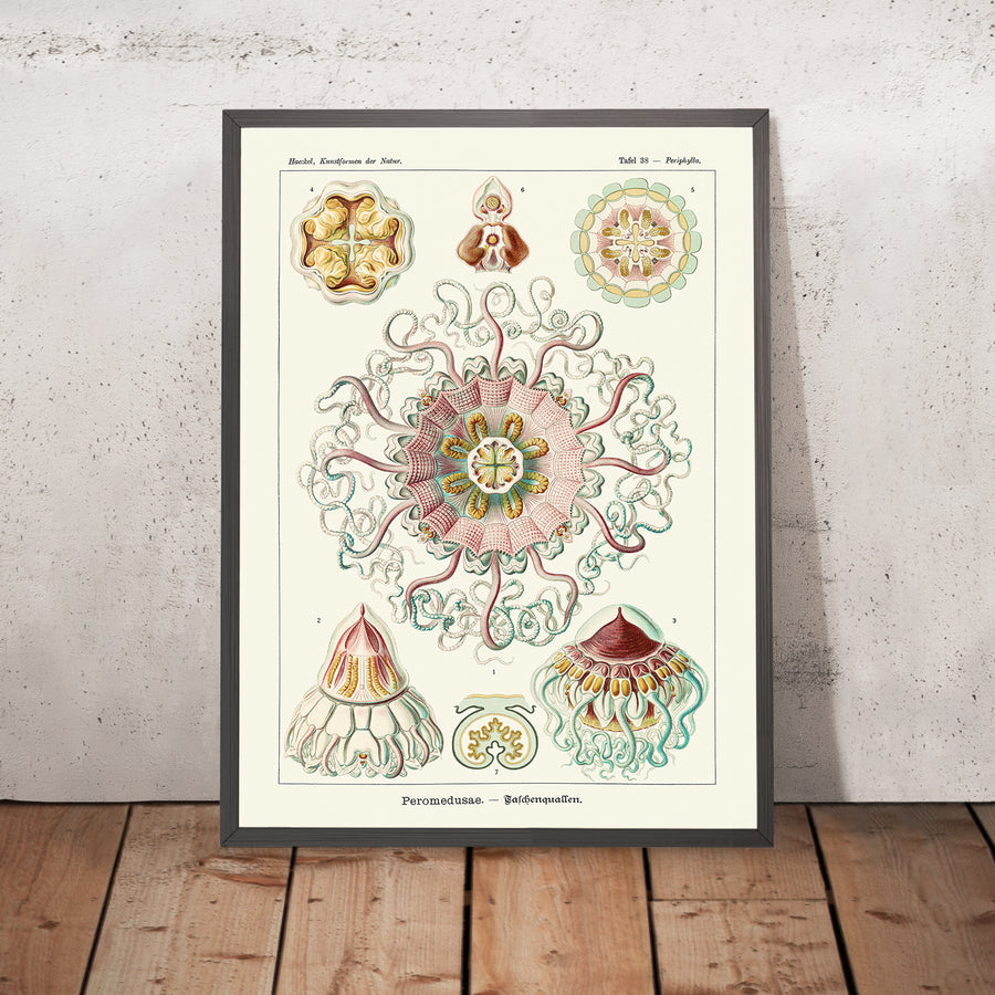 Medusas Simétricas Calmantes (Peromedusae Talchenquallen) de Ernst Haeckel, 1904 