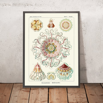 Méduse Symétrique Apaisante (Peromedusae Talchenquallen) par Ernst Haeckel, 1904 