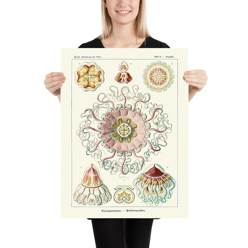 Medusas Simétricas Calmantes (Peromedusae Talchenquallen) de Ernst Haeckel, 1904 