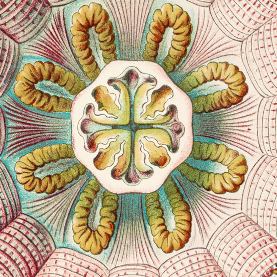 Medusas Simétricas Calmantes (Peromedusae Talchenquallen) de Ernst Haeckel, 1904 