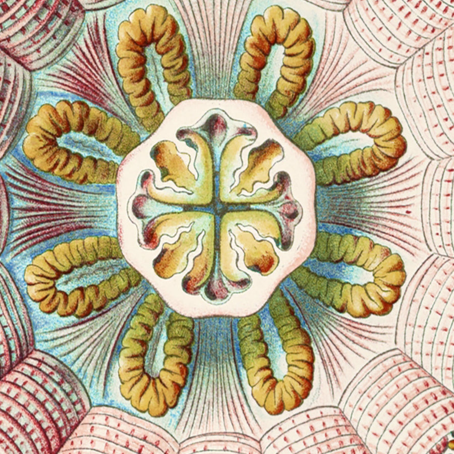 Medusas Simétricas Calmantes (Peromedusae Talchenquallen) de Ernst Haeckel, 1904 