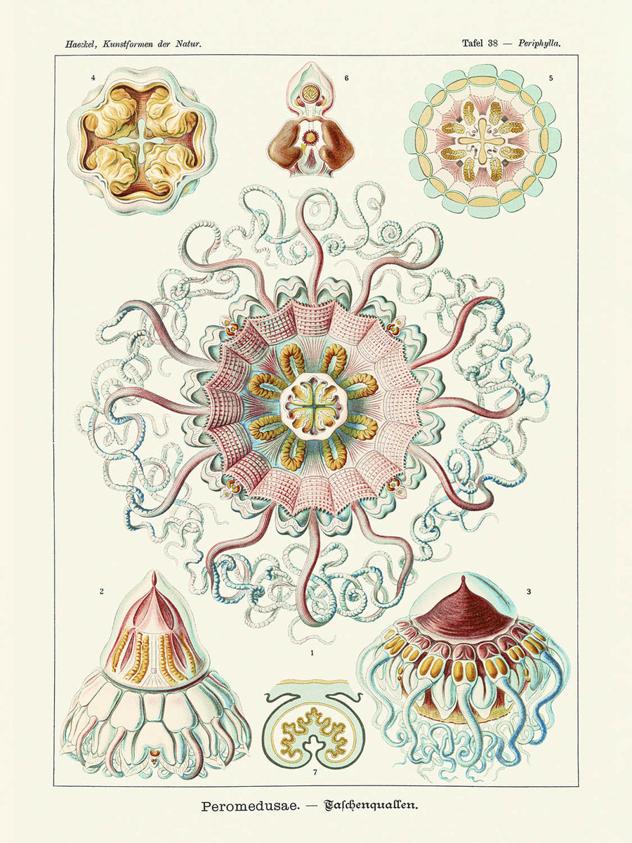 Medusas Simétricas Calmantes (Peromedusae Talchenquallen) de Ernst Haeckel, 1904 