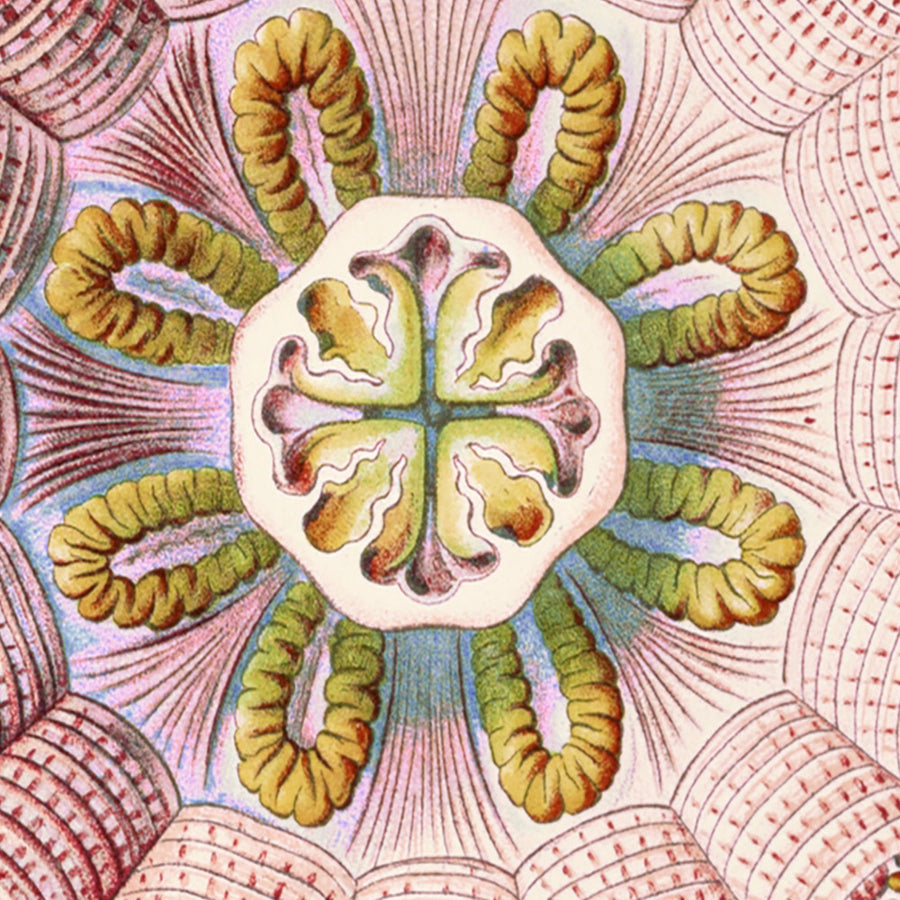 Medusas Simétricas Calmantes (Peromedusae Talchenquallen) de Ernst Haeckel, 1904 