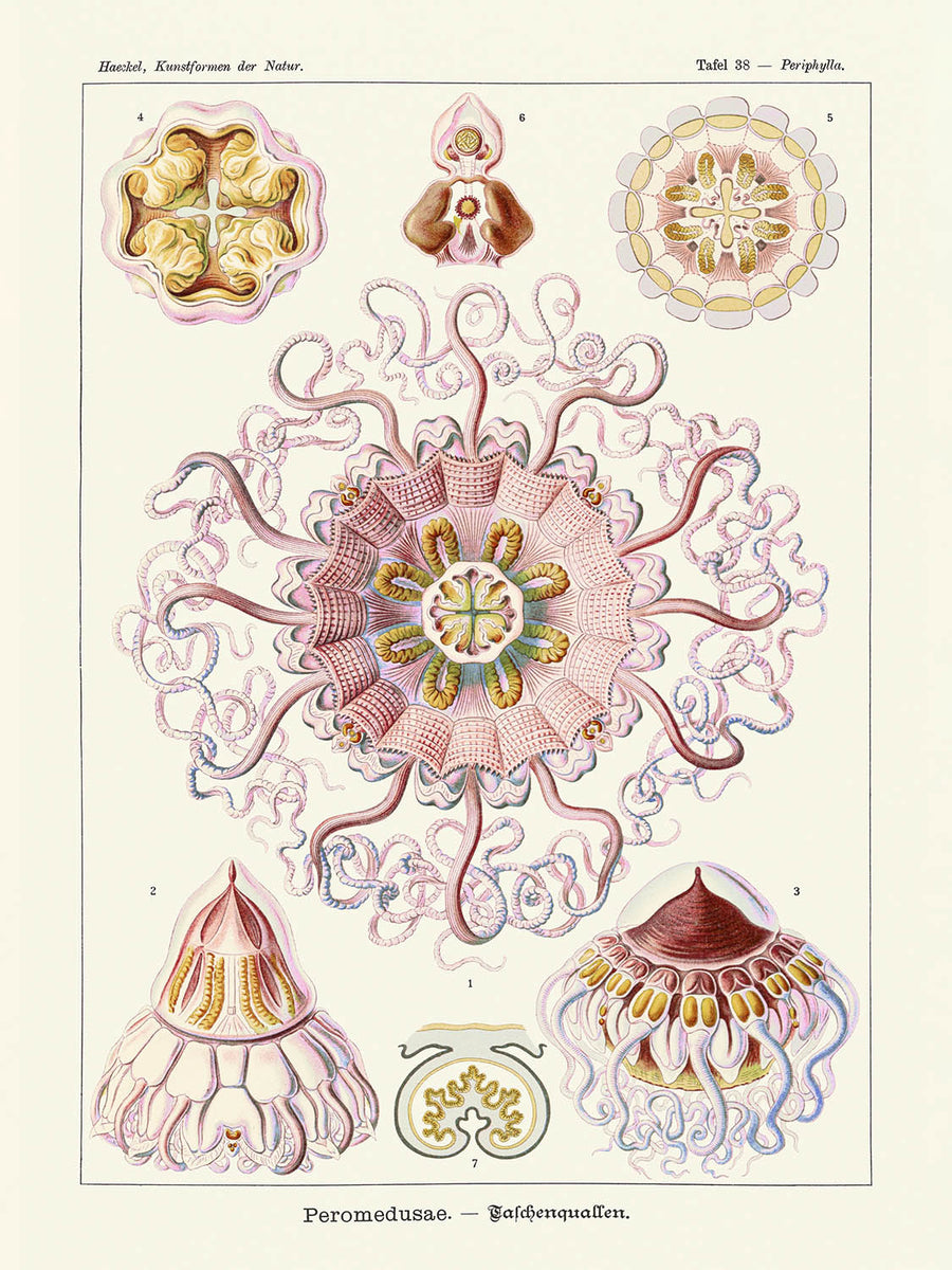 Medusas Simétricas Calmantes (Peromedusae Talchenquallen) de Ernst Haeckel, 1904 