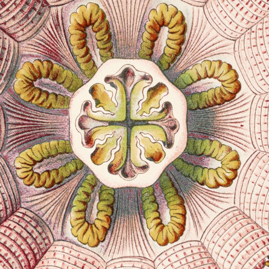 Medusas Simétricas Calmantes (Peromedusae Talchenquallen) de Ernst Haeckel, 1904 