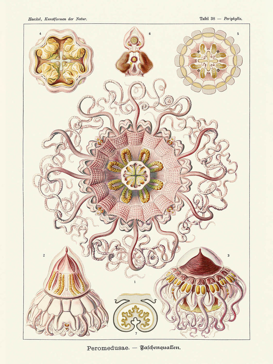Medusas Simétricas Calmantes (Peromedusae Talchenquallen) de Ernst Haeckel, 1904 