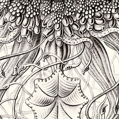 Many Tentacled Jellyfish (Siphonophorae Staatsquallen) by Ernst Haeckel, 1904