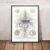 Many Tentacled Jellyfish (Siphonophorae Staatsquallen) by Ernst Haeckel, 1904