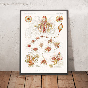 Medusa Alieno Lunga (Siphonophorae Staatsquallen) di Ernst Haeckel, 1904 