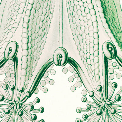 Stalked Jellyfish (Stauromedusae Becherquallen) by Ernst Haeckel, 1904