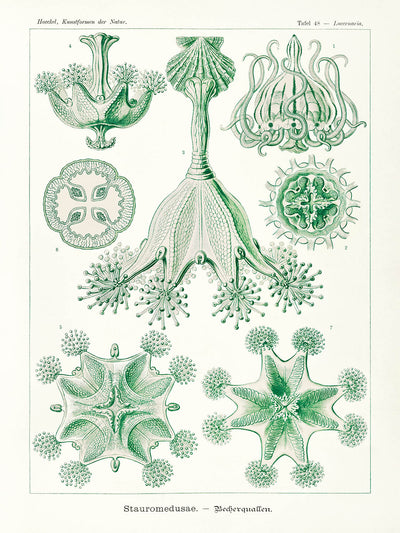 Medusas de Ernst Haeckel, 1904