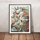Kolibris (Trochilidae) Illustration von Ernst Haeckel, 1904 
