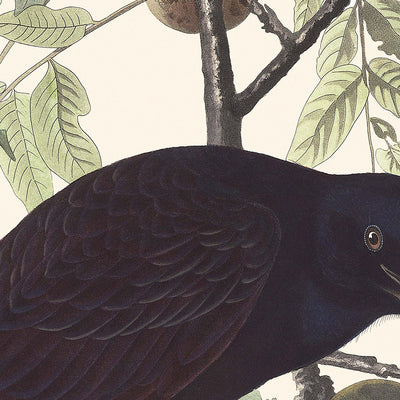 Corbeau d'Amérique par John James Audubon, 1827