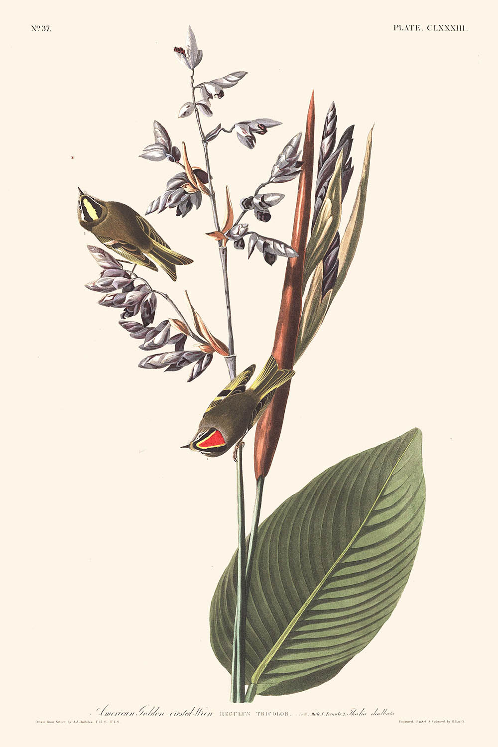 Cucarachero dorado americano, de John James Audubon, 1827