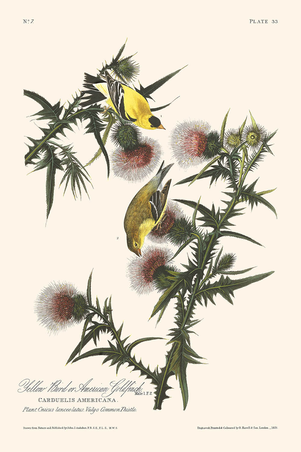 Chardonneret jaune d'Amérique par John James Audubon, 1827