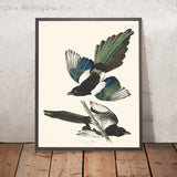 Magpie Americano di John James Audubon, 1827 