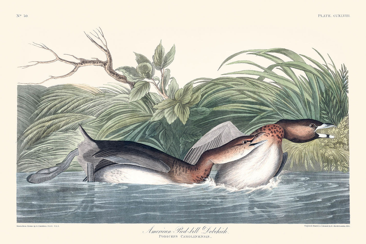 Le bec-de-bièvre américain par John James Audubon, 1827