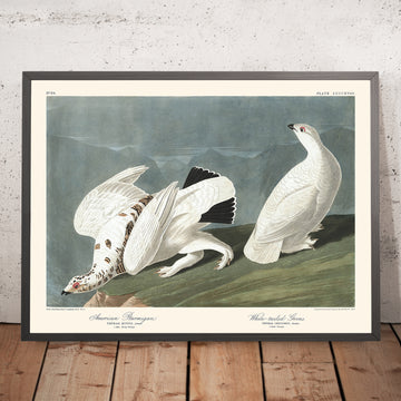 Amerikanischer Schneehuhn und Weißschwanz-Hühner von John James Audubon, 1827 