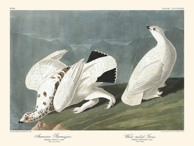 Lagopède d'Amérique et tétras à queue blanche par John James Audubon, 1827