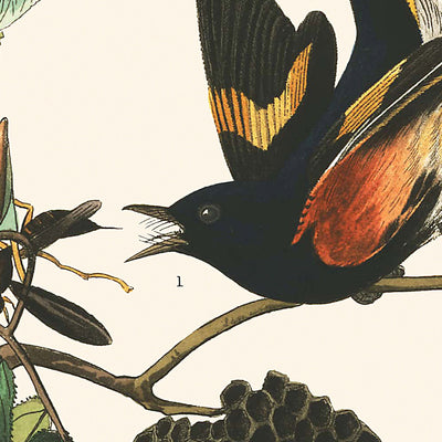 American Redstart by John James Audubon, 1827