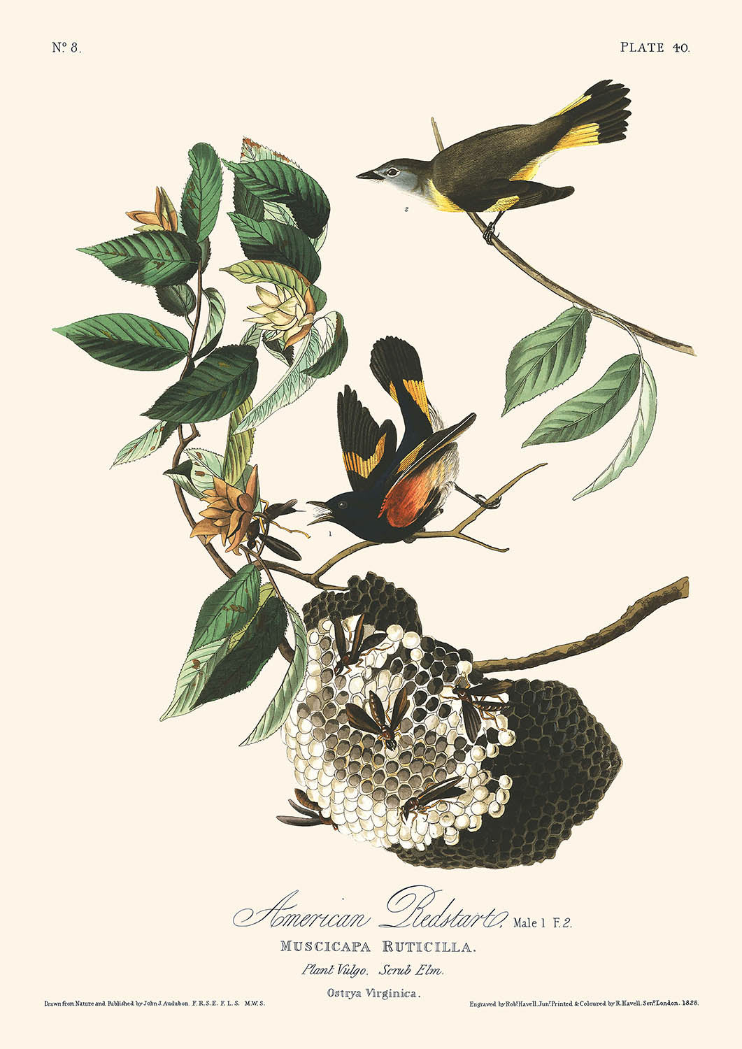 El colirrojo tizón americano, de John James Audubon, 1827