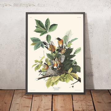 Amerikanischer Rotkehlchen von John James Audubon, 1827 